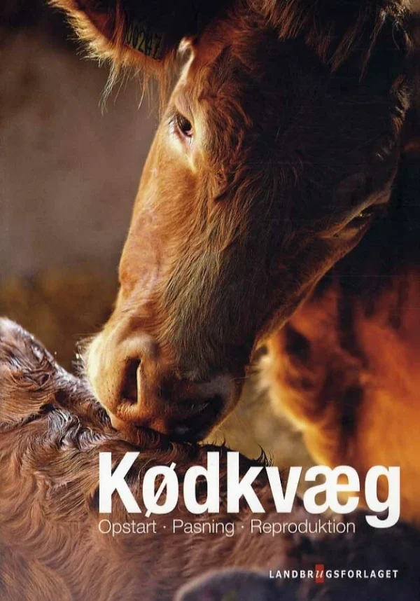 Kødkvæg